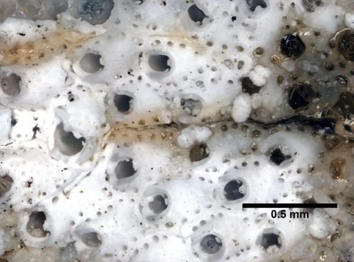 Smittina trispinosa