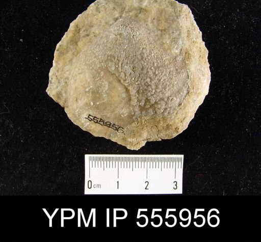 undet. Reticulariidae
