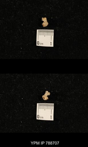 taxon undetermined