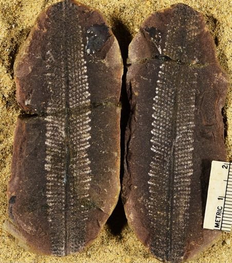 Pecopteris