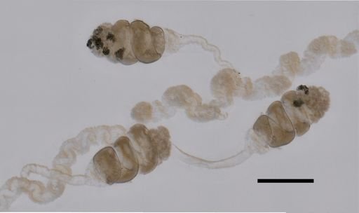 Nanomia bijuga