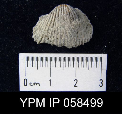 Anastrophia verneuili