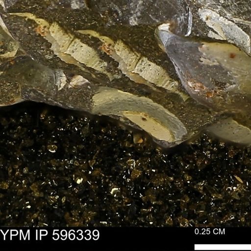 Limopsis? striatopunctatus