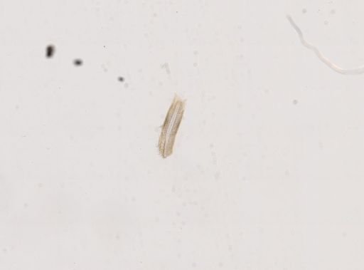 Amnicola cincinnatiensis