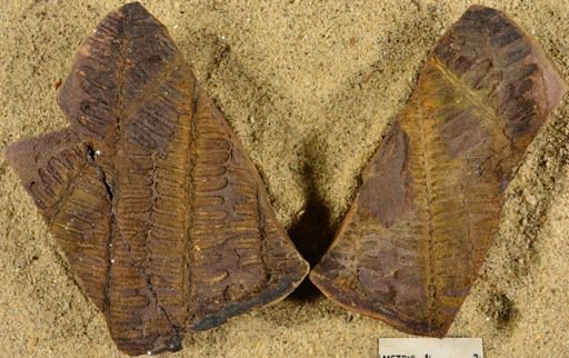 Pecopteris sp.