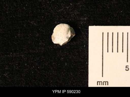 Cymbophora warrenana