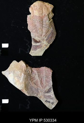 undet. Trilobita
