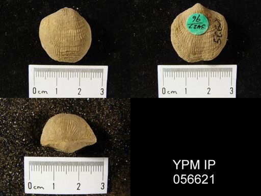 Atrypa reticularis