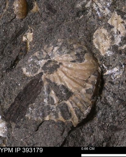 undet. Scaphitidae