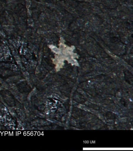 undet. Porifera