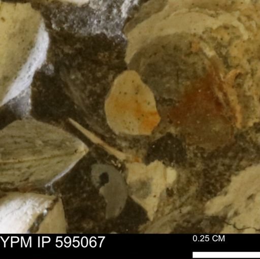 Protocardia sp.