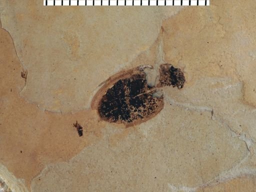 undet. Coleoptera