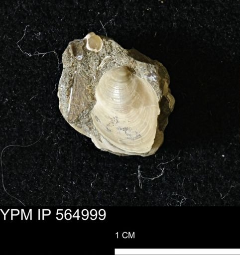 Limopsis striatopunctatus