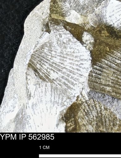 Oxytoma (Hypoxytoma) sp.