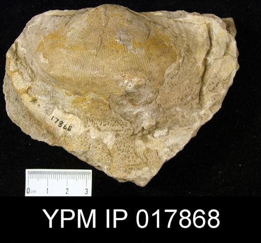 Productus sp.