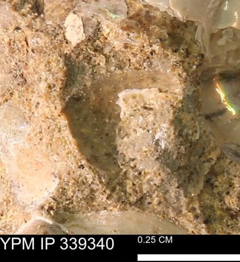 undet. Mollusca