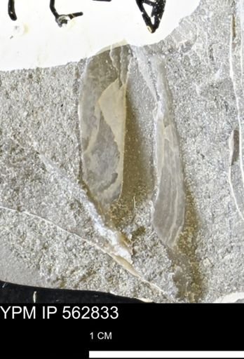 Phelopteria linguaeformis