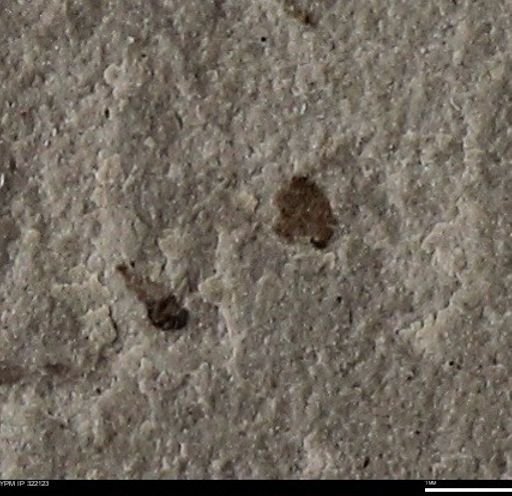 undet. Insecta