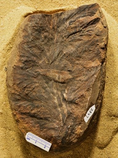 Aphlebia