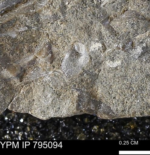 undet. Bivalvia