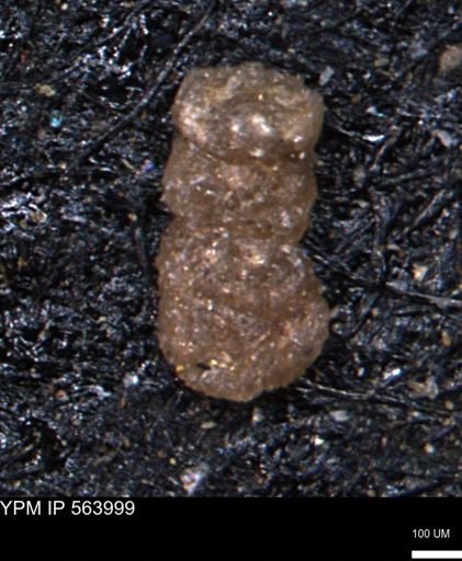 Ammobaculites euides