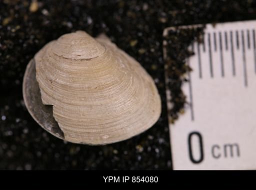 Limopsis striatopunctatus