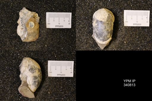 Scaphites sp.