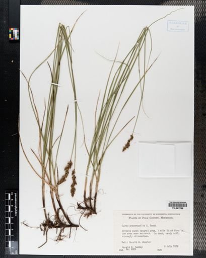 Carex praegracilis