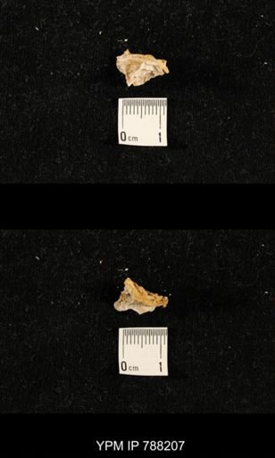 taxon undetermined