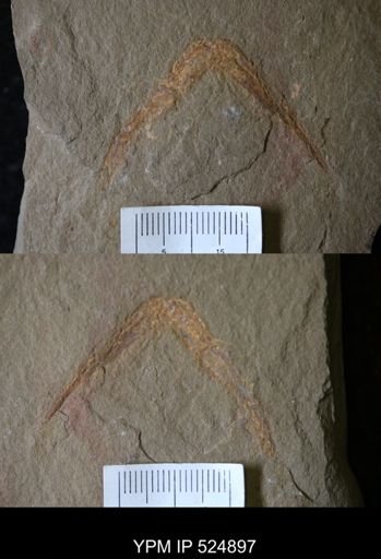 undet. Arthropoda