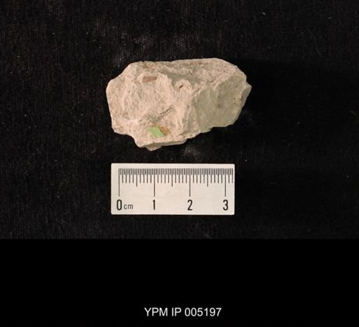 Lemmatophora minuta obscurata