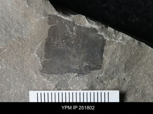 undet. Eurypterida