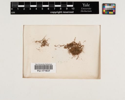 Plantae