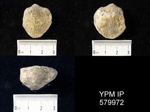 Desquamatia (Independatrypa) sp.