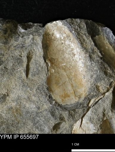 Pseudoptera?