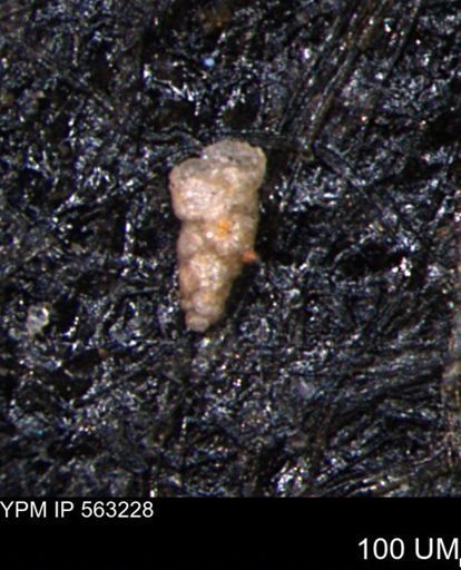 Verneuilinoides hectori