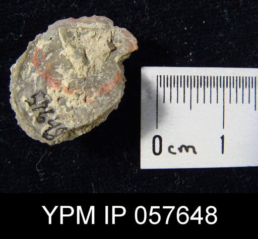 Leptaenisca adnascens