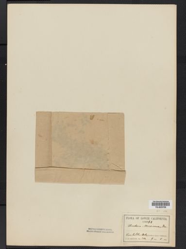Woodsia