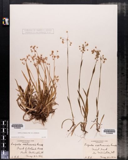Luzula acuminata