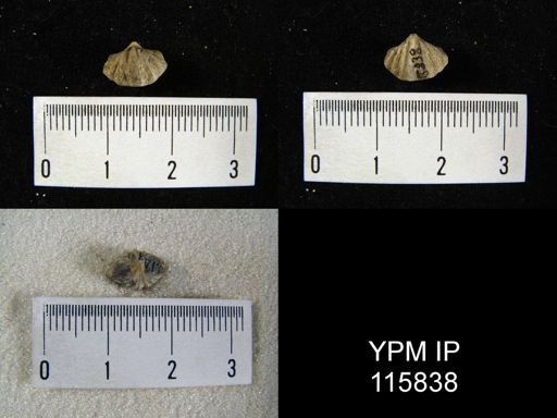 Punctospirifer kentuckyensis