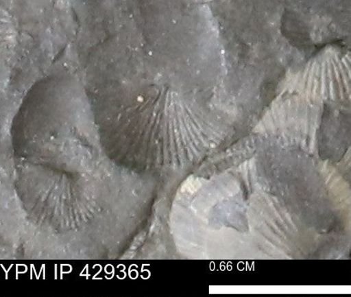 Devonochonetes scitulus