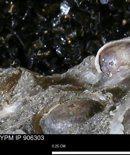 undet. Mollusca