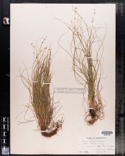 Carex radiata