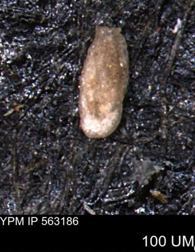 Miliammina manitobensis
