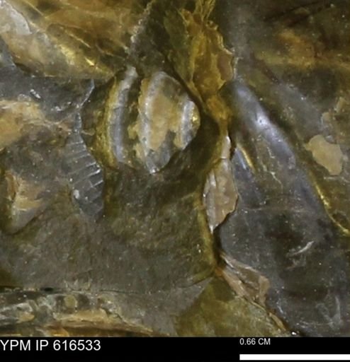 Inoceramus crippsii barabini