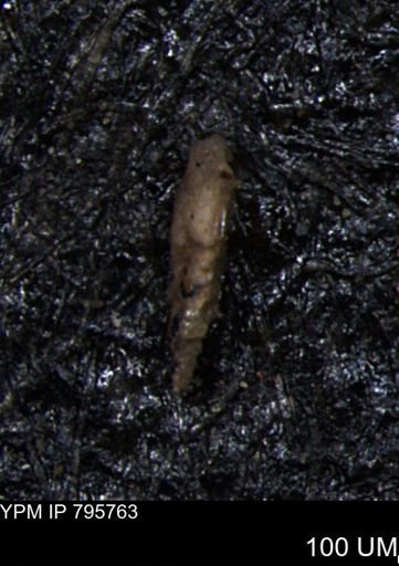 Verneuilina canadensis