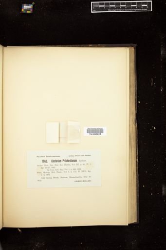 Closterium pritchardianum