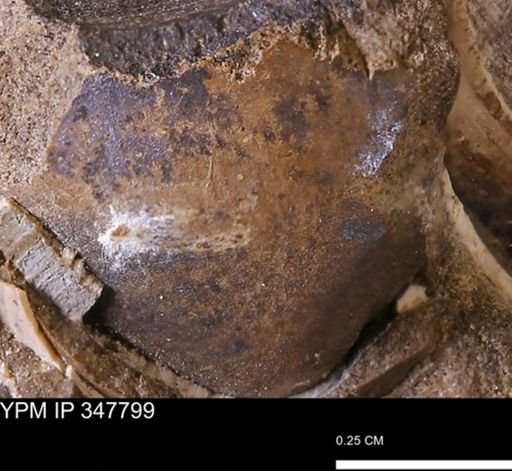 undet. Bivalvia