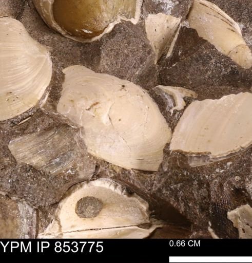 Limopsis striatopunctatus