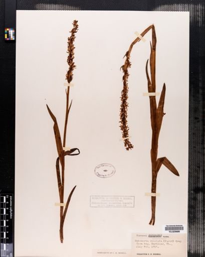 Habenaria